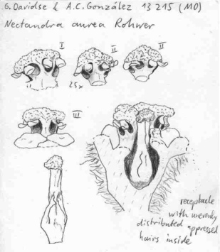 Vorschaubild Nectandra aurea Rohwer